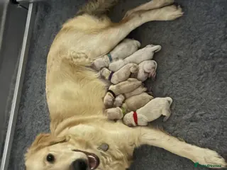 Golden Retriever dogs Golden retriever puppies - Advert 10