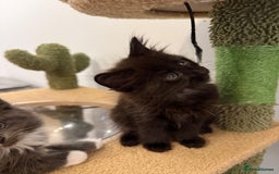 Siberian cats for sale: Full stunning siberian kittens for sale - Image 16