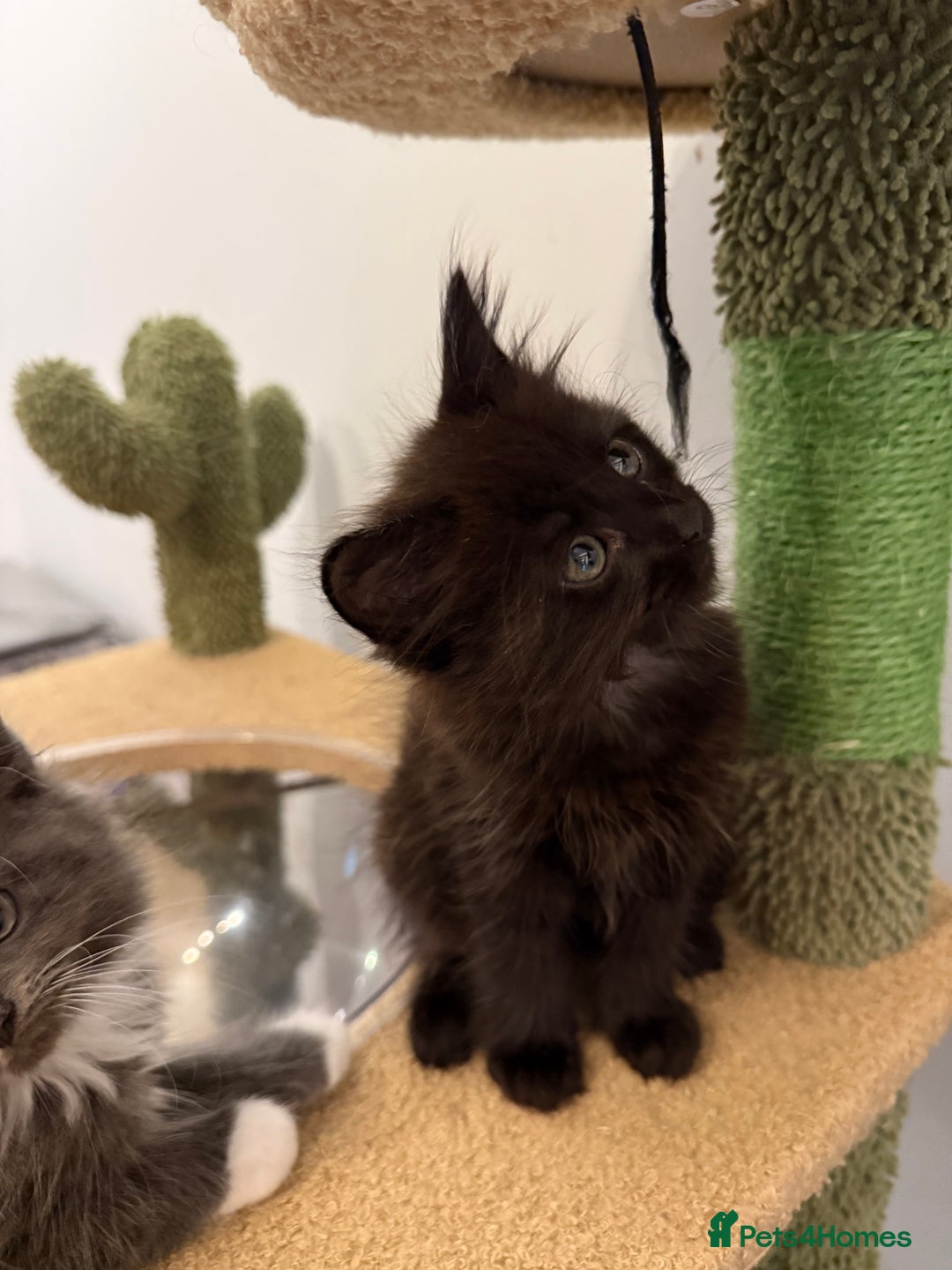 Siberian cats for sale: Full stunning siberian kittens for sale - Image 16