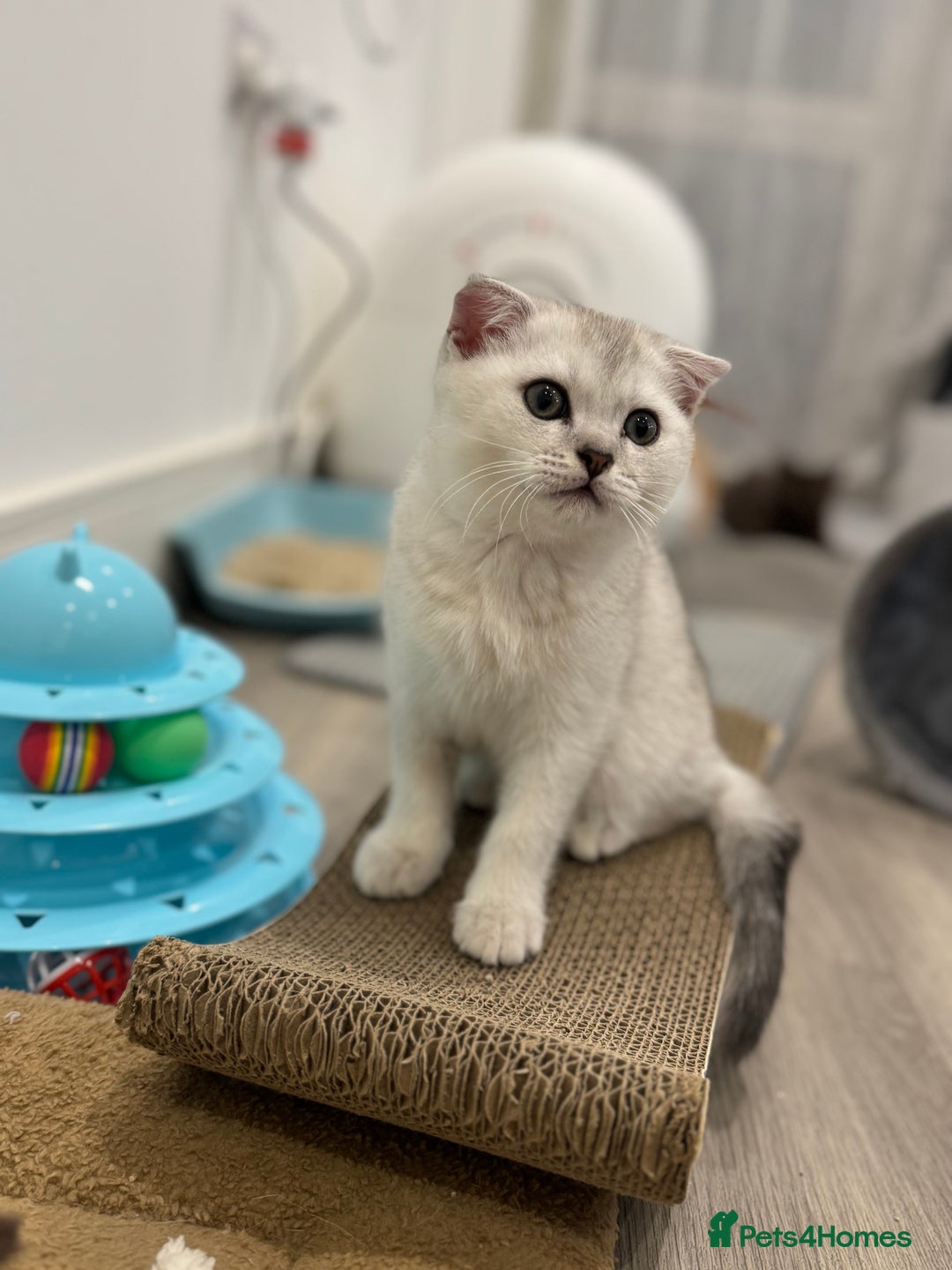 Scottish Fold cats for sale: 🐱 One boy left 🐱 Open for offers ❤️ - Image 22