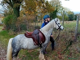 Welsh Section A horses Beautiful dapple grey Welsh A gelding for sale - Advert 3