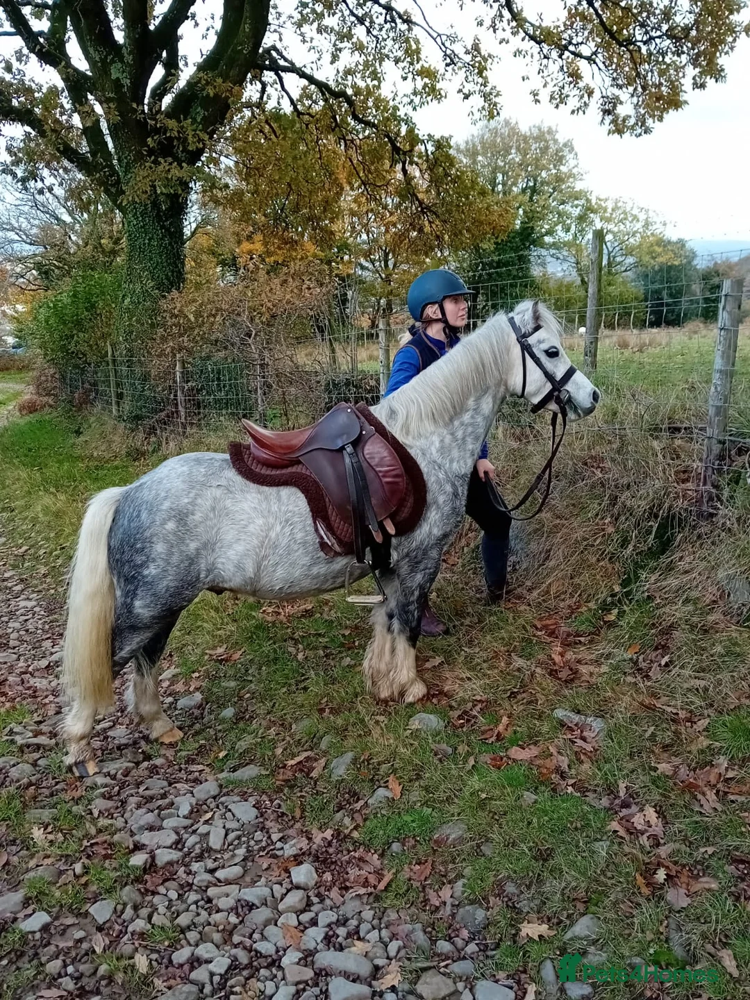 Welsh Section A horses for sale: Welsh Section A Gelding – Project / Companion - Advert 1