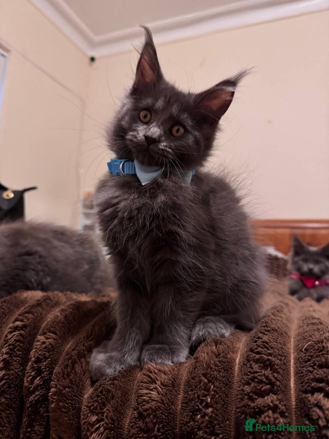 Maine Coon cats for sale: Upcoming Pedigree MaineCoonLitterReservations Open - Advert 3