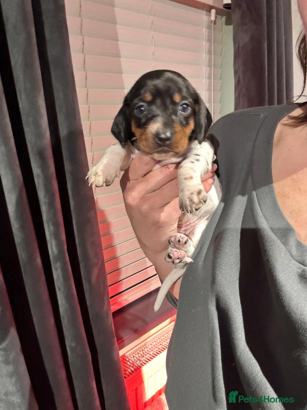 Dachshund dogs for sale: MINIATURE DACHSHUND PUPS PIEBALD KC REG PRA CLEAR - Advert 1
