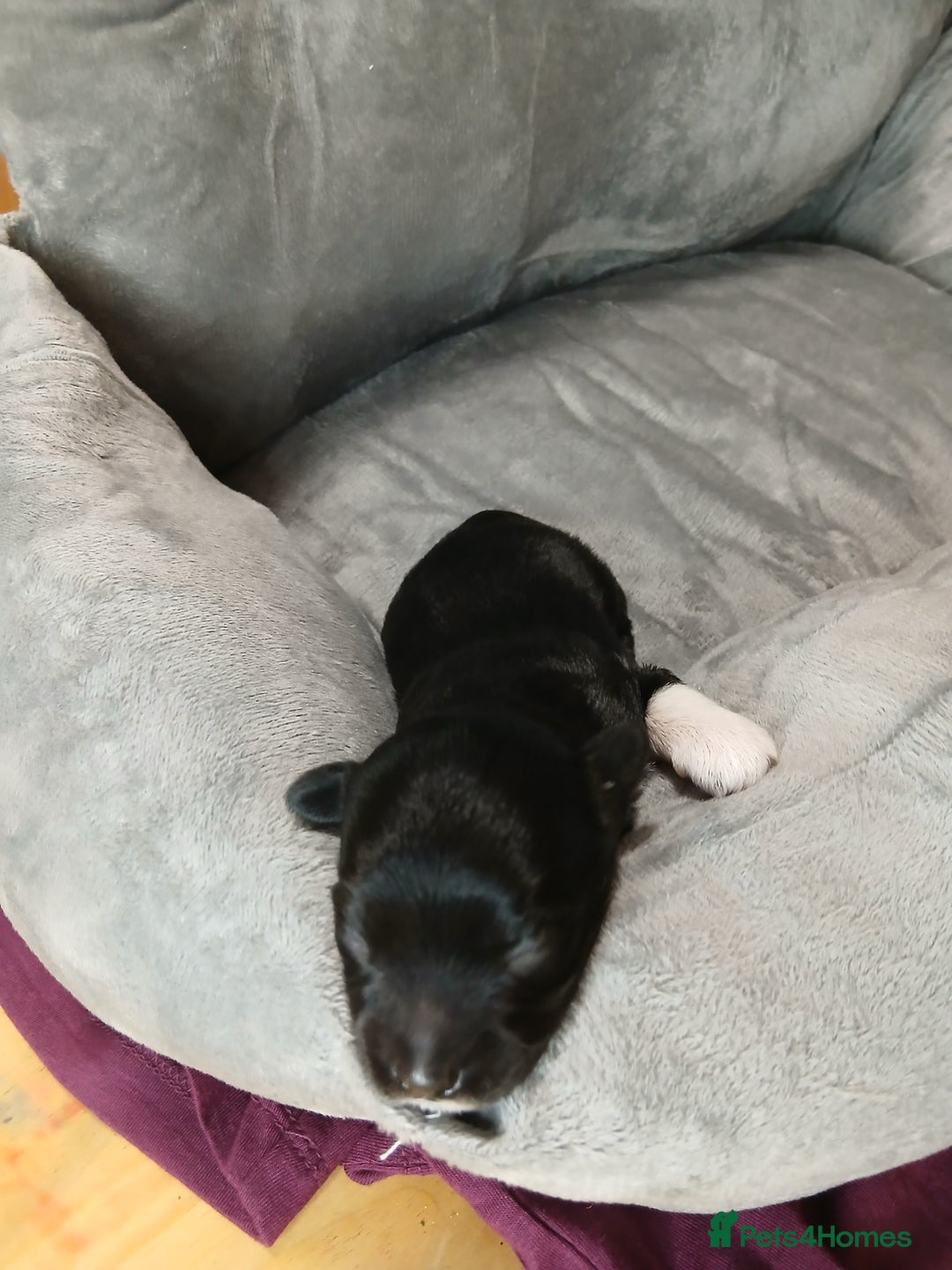 Mixed Breed dogs for sale: Hypoallergenic pups - Image 5