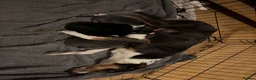 Border Collie dogs for sale: 5 gorgeous border collie puppies - Advert 2