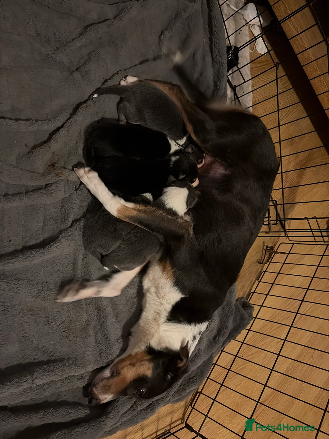 Border Collie dogs for sale: 5 gorgeous border collie puppies - Advert 2