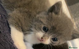 Mixed Breed cats for sale: 5 kittens for sale  - Image 7