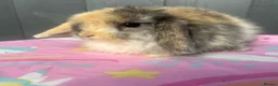 Mini Lop rabbits for sale: Pure bred pedigreed baby mini lops  - Advert 10