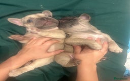 French Bulldog dogs for sale: Female frenchies  - Image 2
