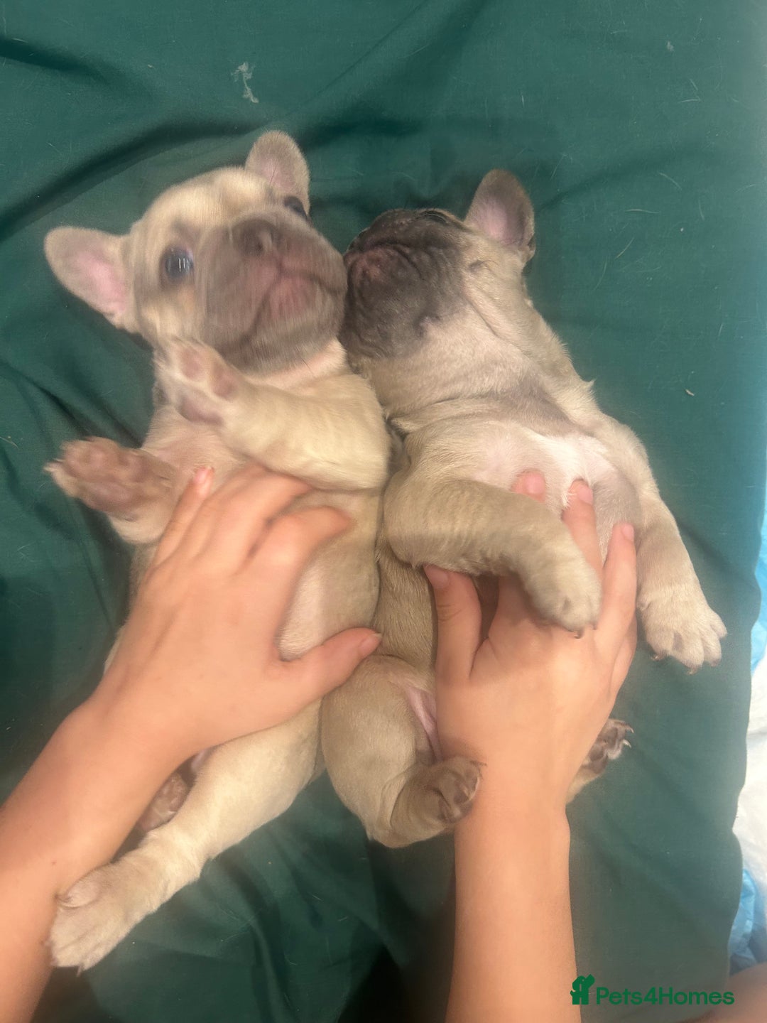 French Bulldog dogs for sale: Female frenchies  - Image 2
