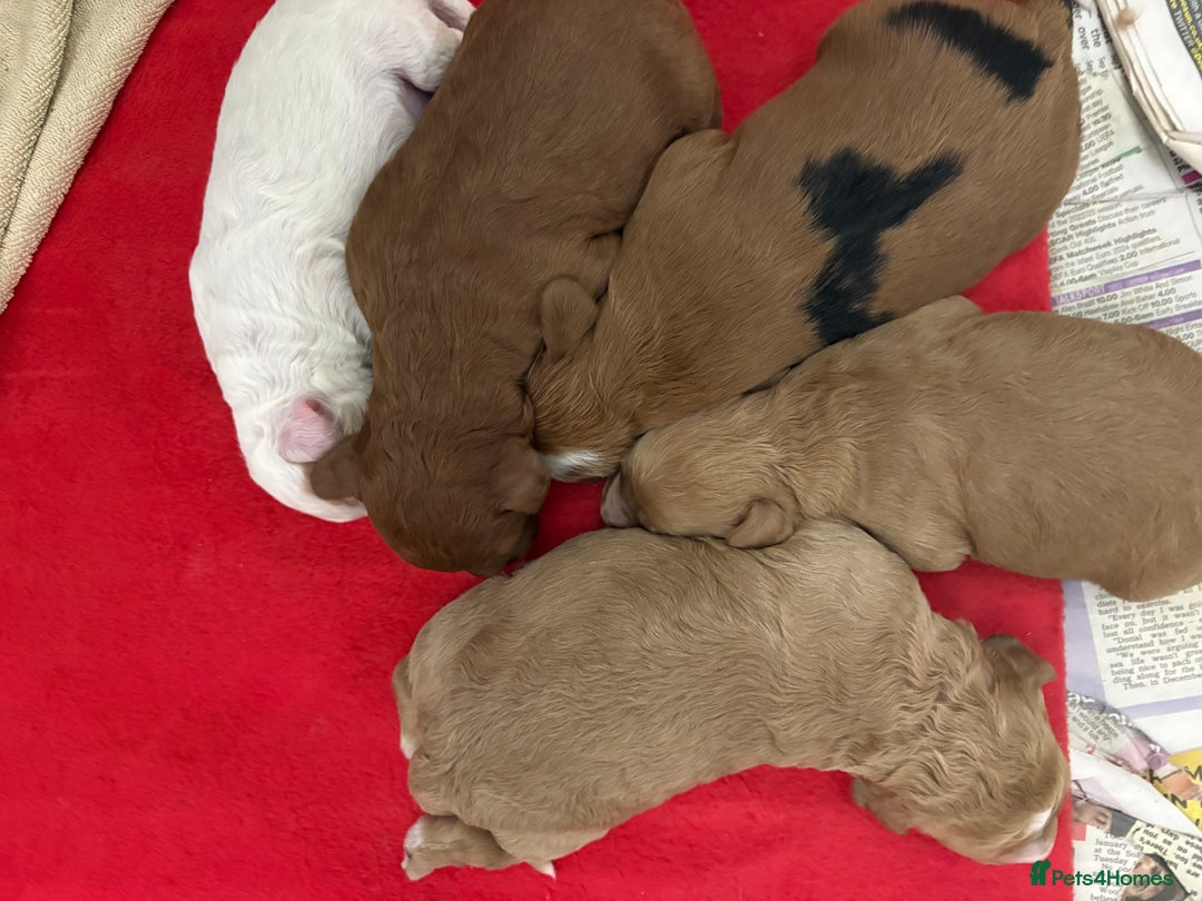 Cavapoo dogs for sale: 4 gorgeous cavapoo puppies - Advert 2