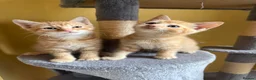 Domestic Shorthair cats for sale: 5 Beautiful Kittens Looking for Homes  - Advert 7