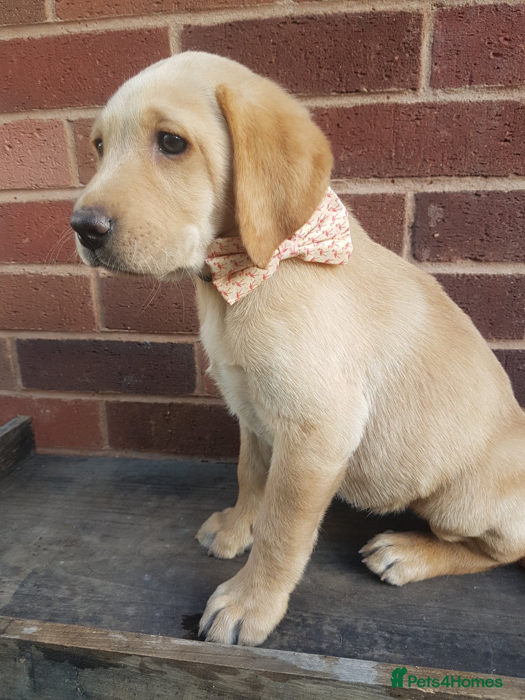 Labrador Retriever dogs for sale: KC Registered Labrador puppies  - Image 21