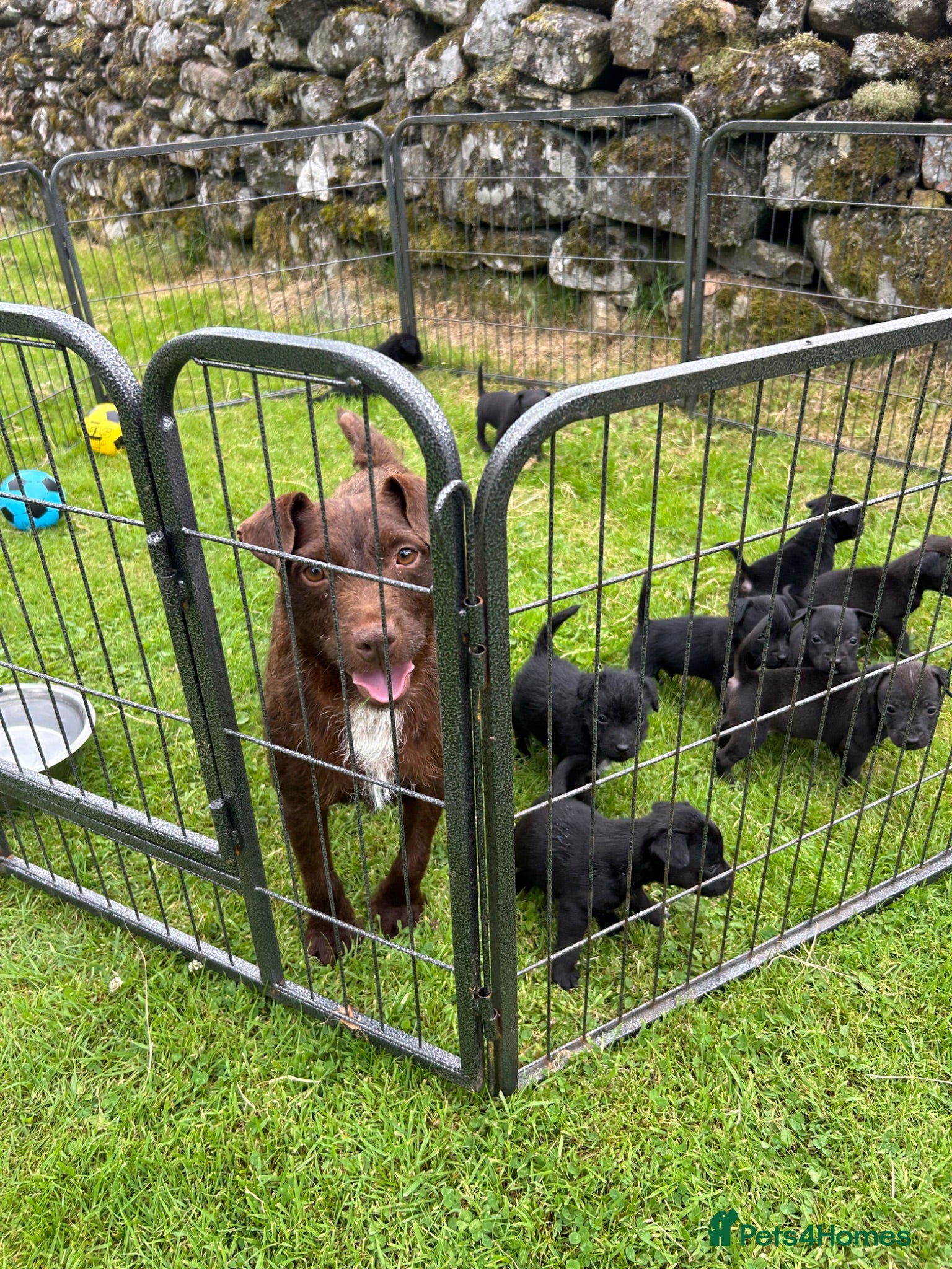 Patterdale Terrier dogs Patterdale Terrier Puppies - Advert 2