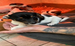 Jack Russell dogs for sale: Jack Russell puppy’s  - Image 4