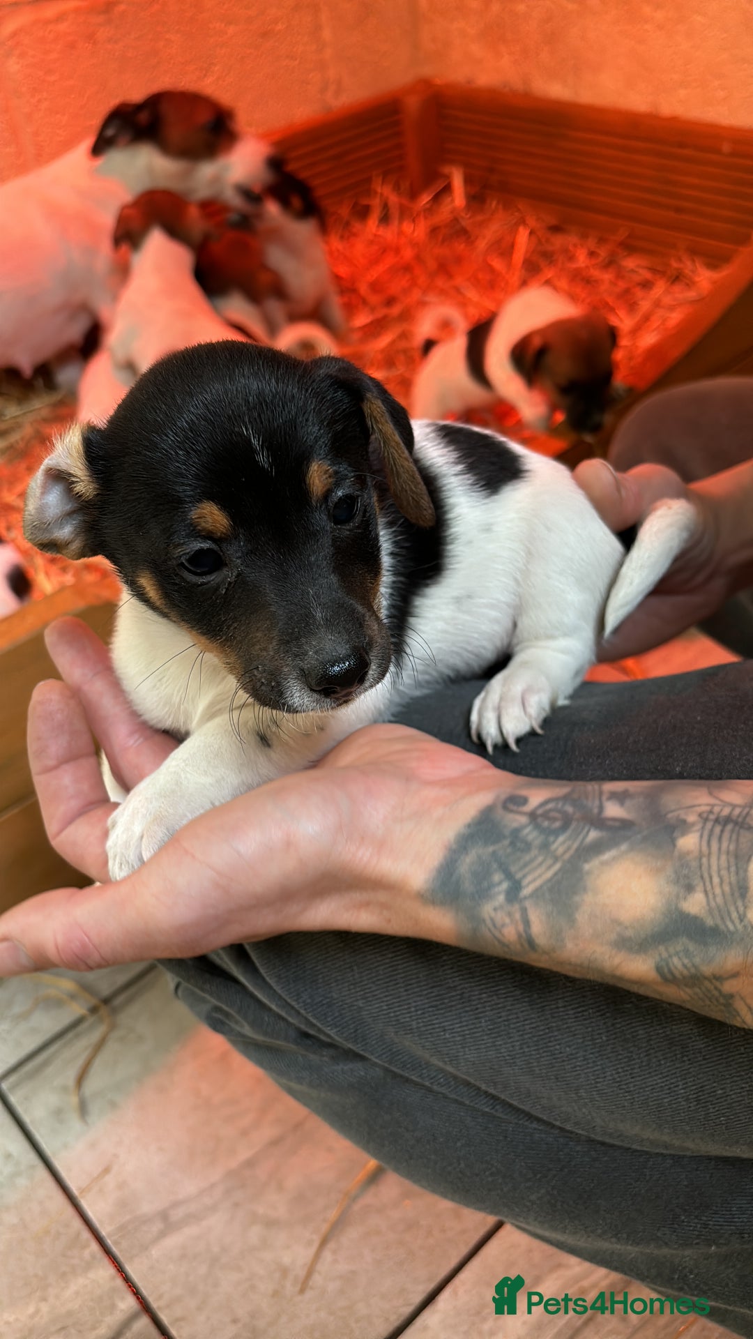 Jack Russell dogs for sale: Jack Russell puppy’s  - Image 4