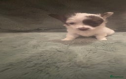 Mixed Breed dogs for sale: Miniature chihuahua X Jack russell puppies  - Image 15