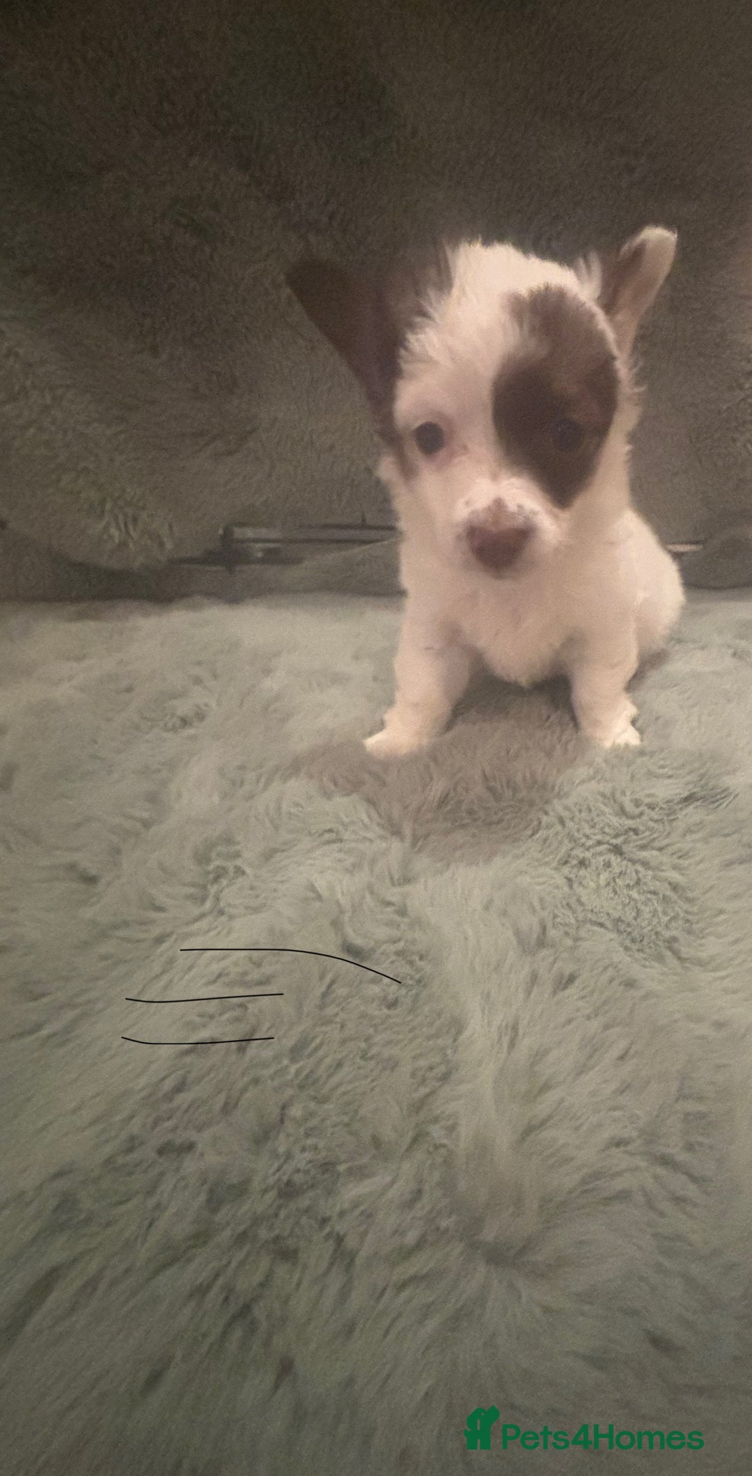 Mixed Breed dogs for sale: Miniature chihuahua X Jack russell puppies  - Image 15