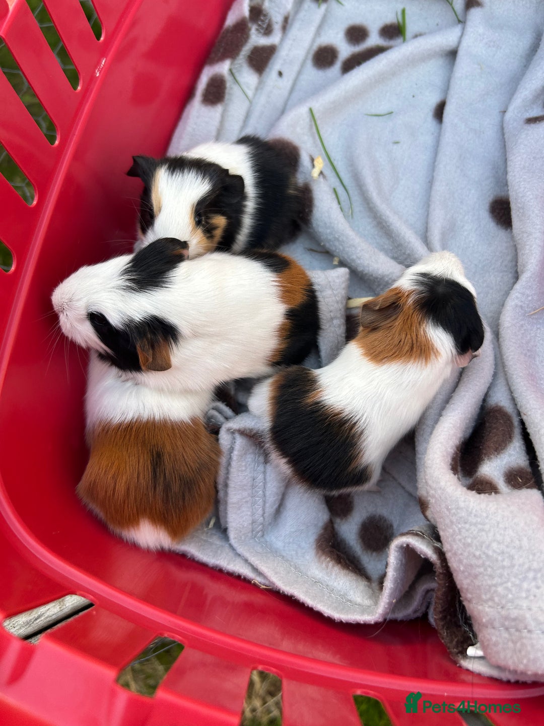 Guinea Pig rodents for sale: Guinea Pigs in Saxmundham - Image 5