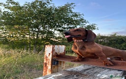 Dachshund dogs for stud: KC Standard smooth red hair dachshund  stud in Banbury - Image 25