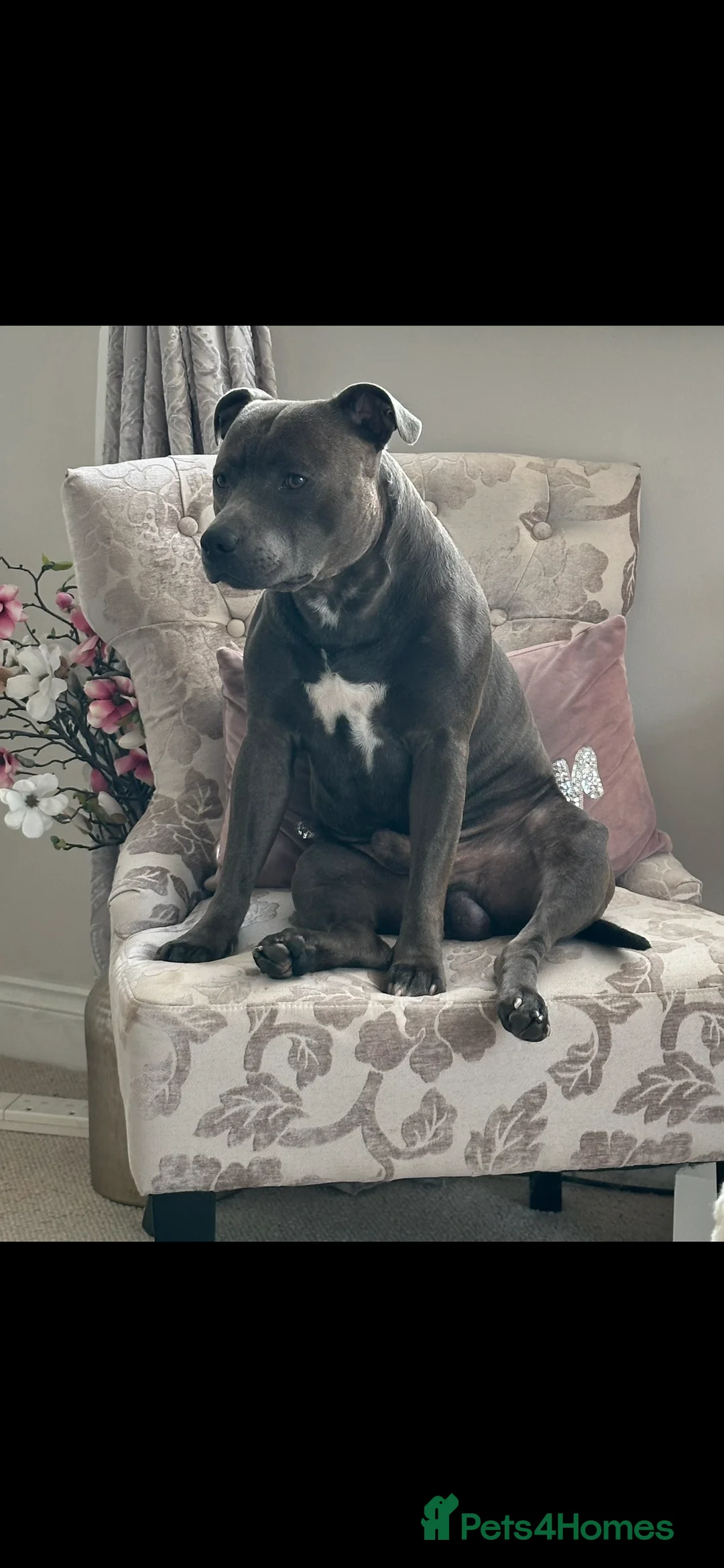 Staffordshire Bull Terrier dogs for stud: Stud offered- Blue Staffordshire Bull Terrier Stud in Wickford - Advert 21