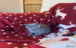 British Shorthair cats for sale: Pedigree British Shorthair Kittens - Image 6