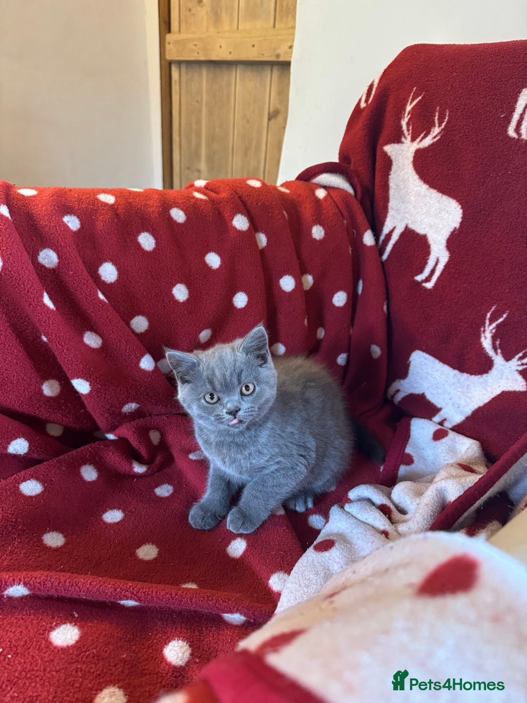 British Shorthair cats for sale: Pedigree British Shorthair Kittens - Image 6