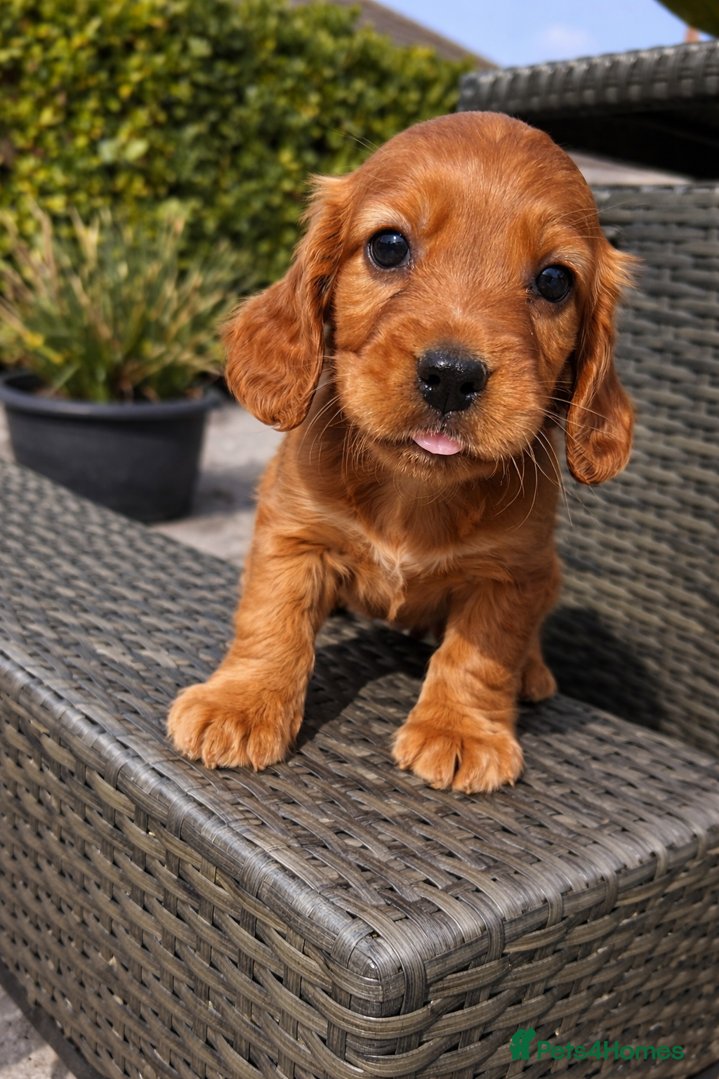 Cocker Spaniel dogs 🦋🦋 Rosie’s Baby’s 🦋🦋 - Advert 2