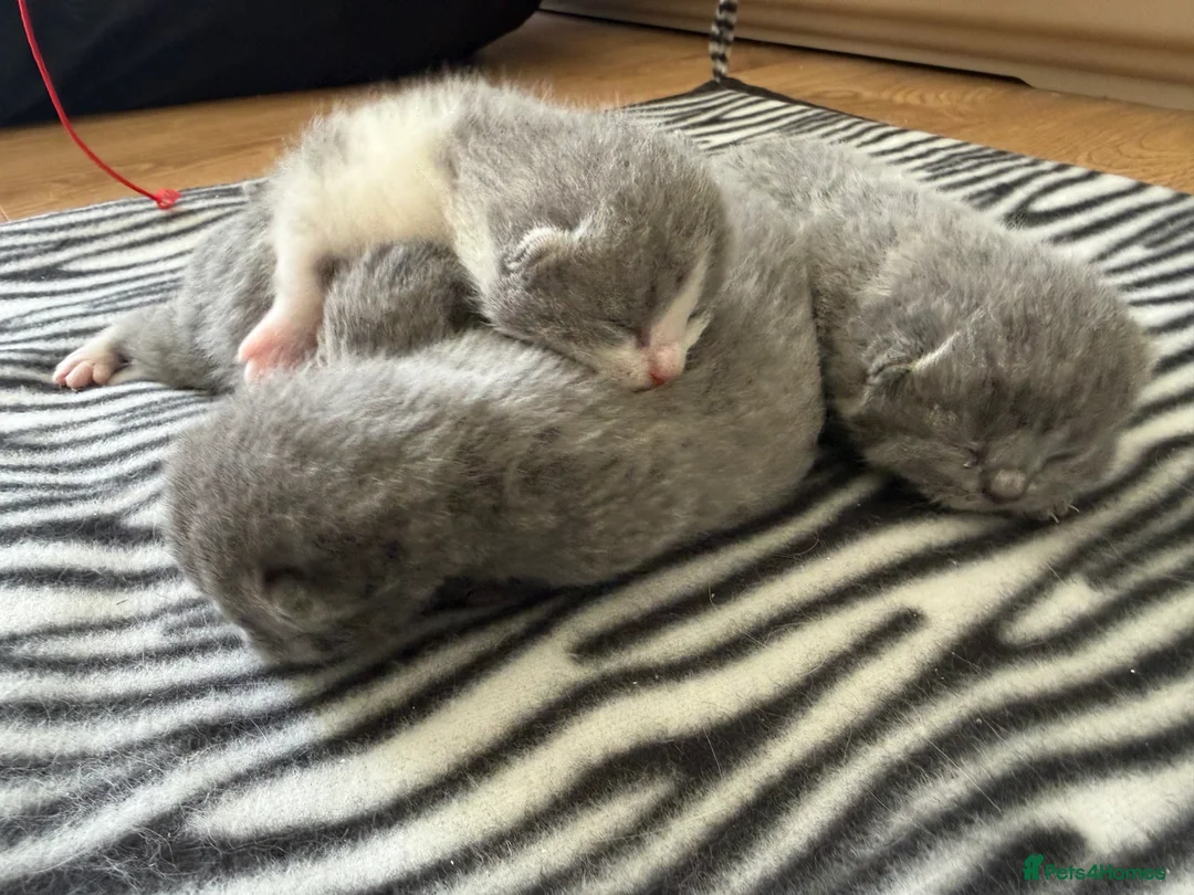 British Shorthair cats for sale: BLUE BRITISH SHORTHAIR QUEEN KITTENS  - Advert 3