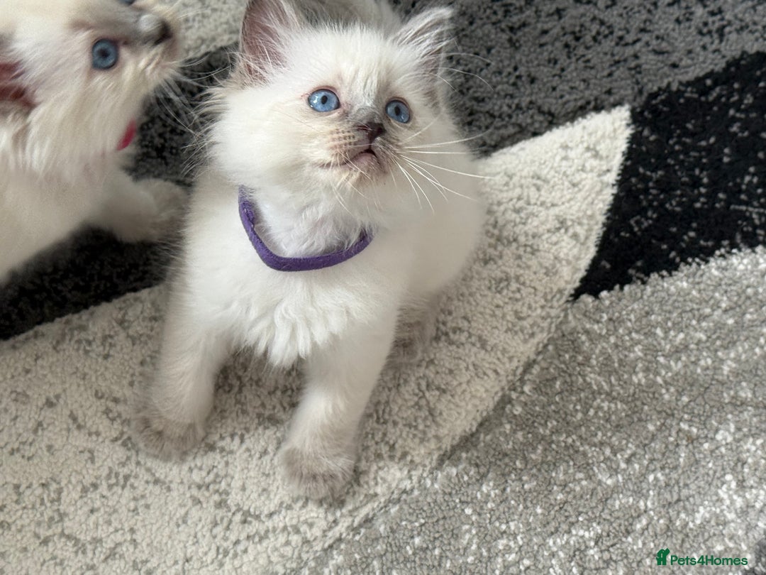 Ragdoll cats for sale: Stunning bluepoint Ragdoll kittens - Image 12