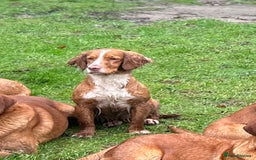 Cocker Spaniel dogs for sale: 5th generation, family, Cocker Spaniel Puppies - Image 5