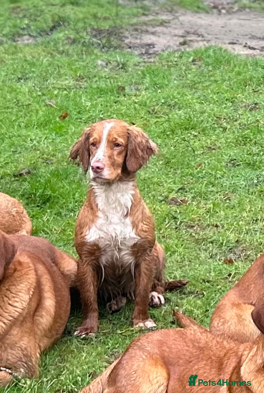 Cocker Spaniel dogs for sale: 5th generation, family, Cocker Spaniel Puppies - Image 5
