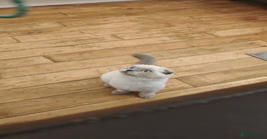 Scottish Fold cats - Advert 8