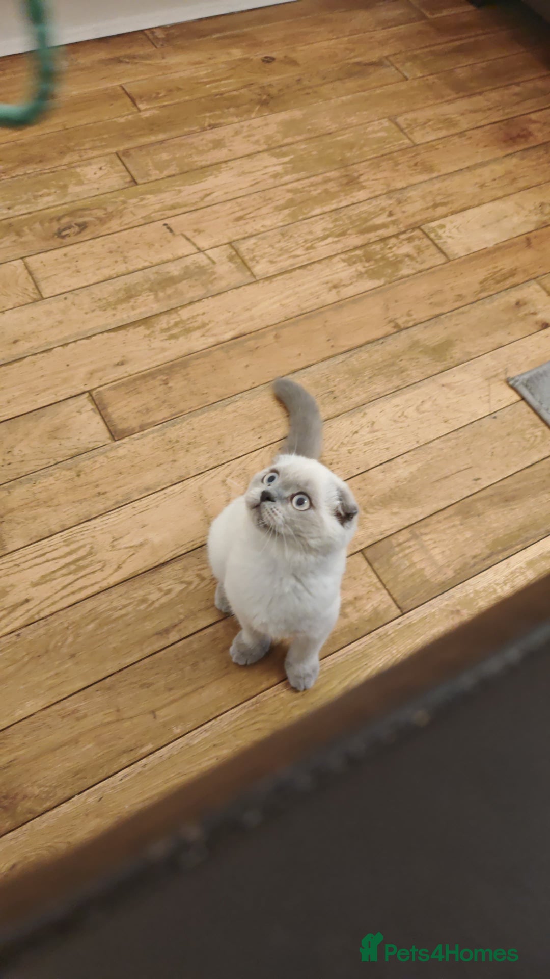 Scottish Fold cats for sale: Beautiful white/grey female Scottish fold for sale - Image 3