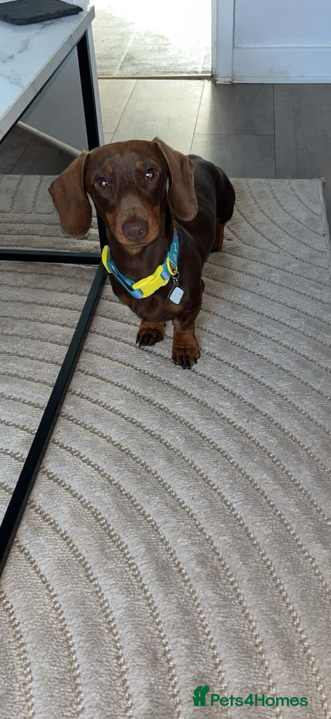 Miniature Dachshund dogs for stud: Miniature dachshund  - Advert 5