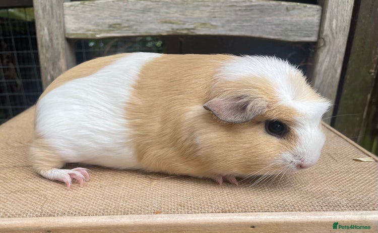 Guinea Pig rodents - Advert 3