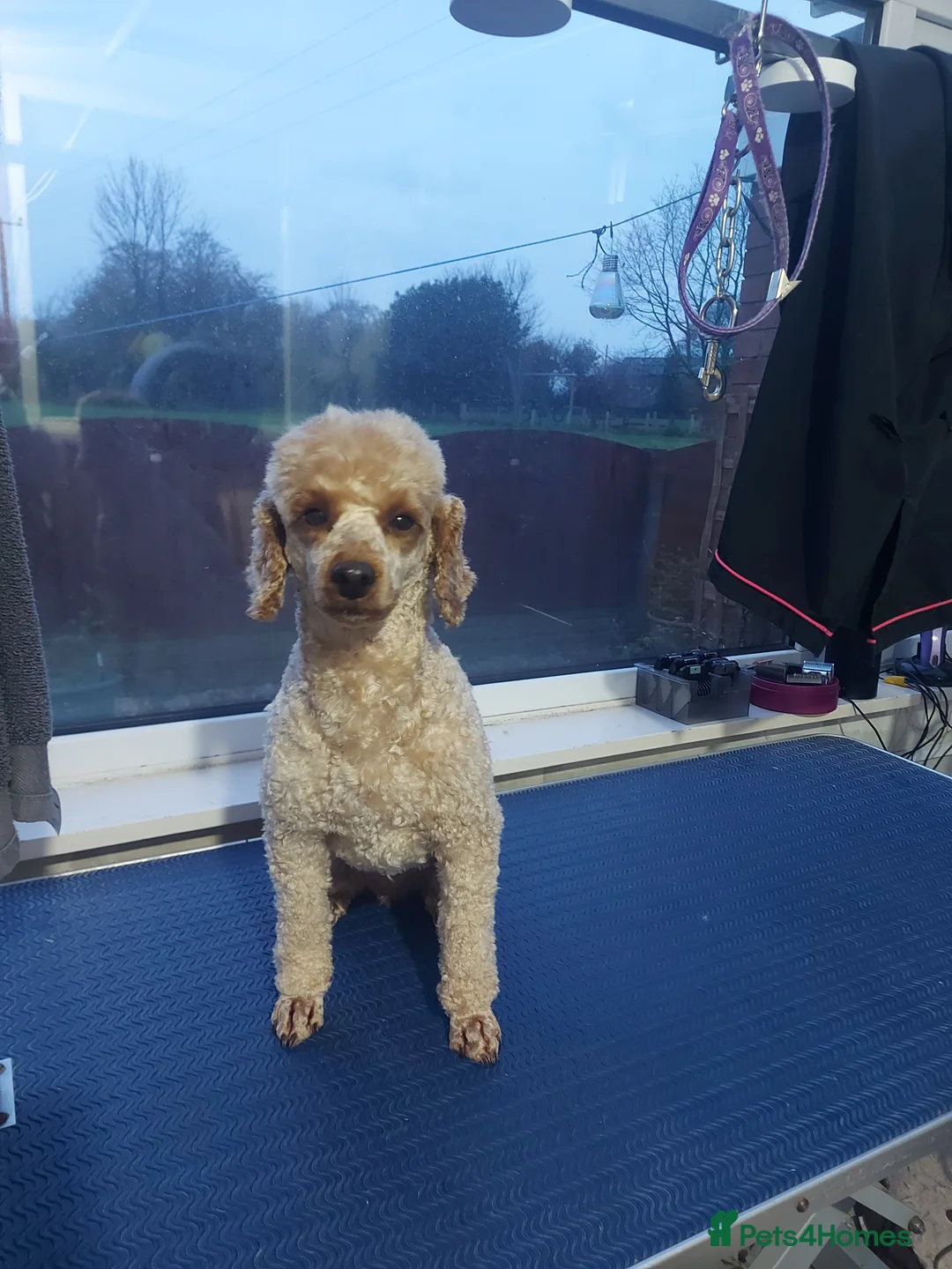 Miniature Poodle dogs for stud: KC Reg Red Miniature Poodle for stud in Preston - Advert 8