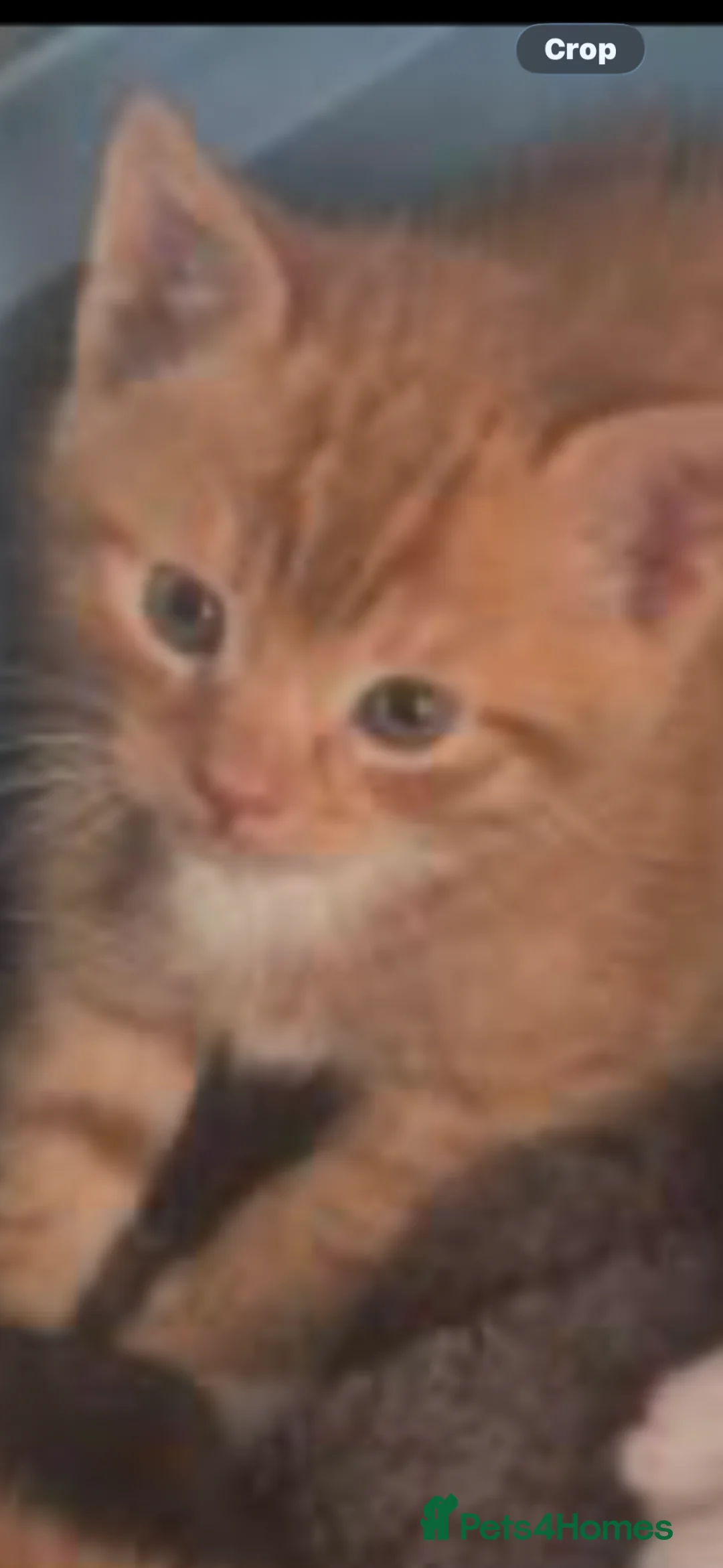 Mixed Breed cats for sale: STUNNING X BSH GINGER N WHITE BOYS ONLY  - Advert 2