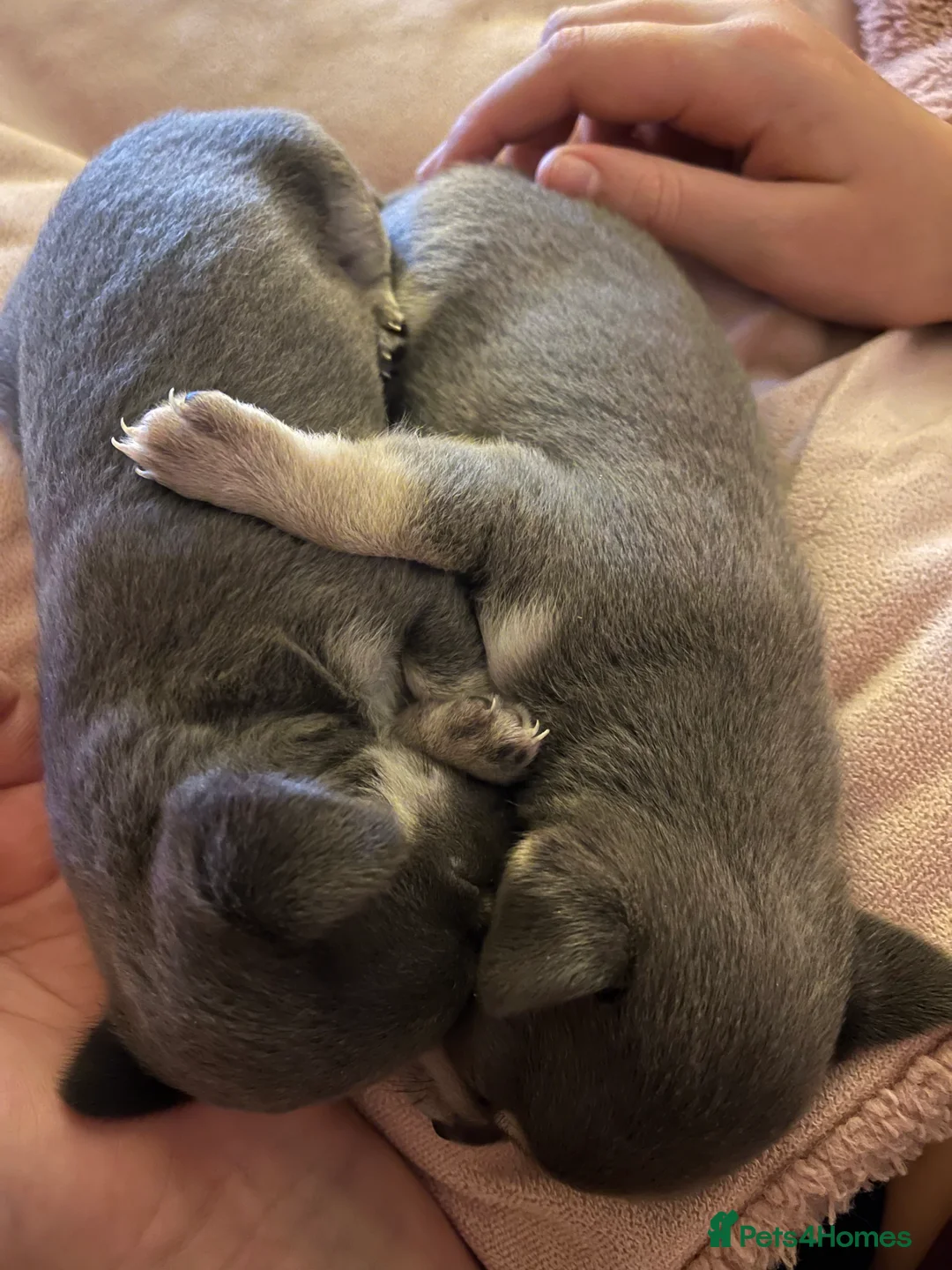 Chihuahua dogs for sale: 1 lilac tri (w/peach and white) and 1 blue boy.  - Advert 6