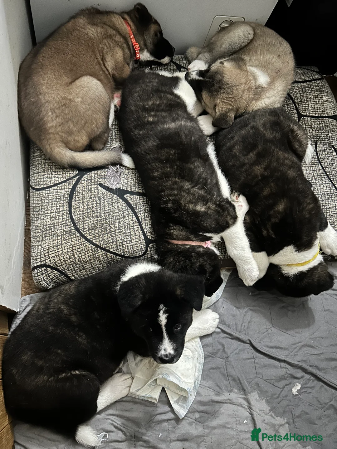Akita dogs for sale: American Akita Puppy - Advert 13