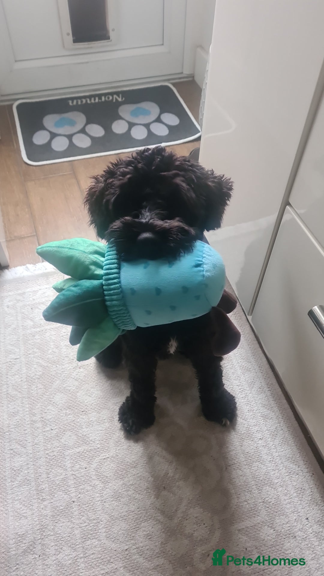 Miniature Schnauzer dogs for stud: Black Miniature schnauzer looking for girlfirend - Advert 7