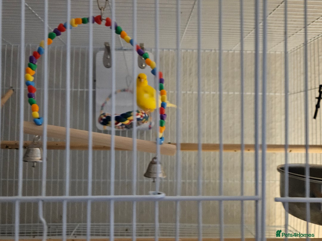 Canaries birds for sale: Pair of canaries  - Advert 3