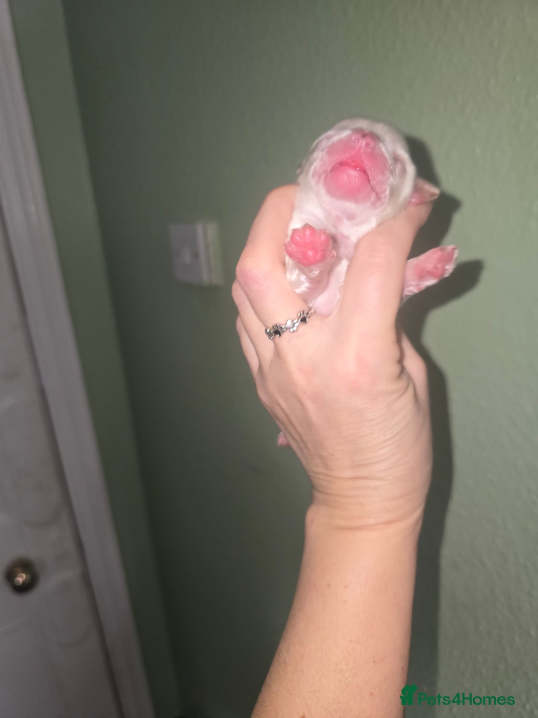 Yorkshire Terrier dogs for sale: wonderful puppies yorkshire terrier - Advert 5