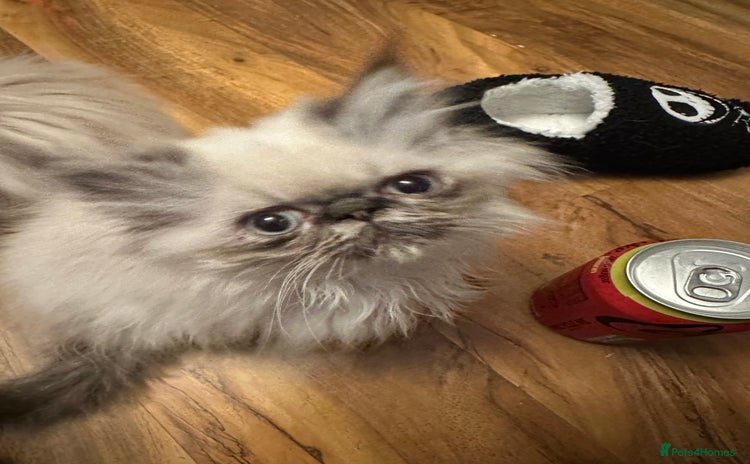 Persian cats - Advert 1