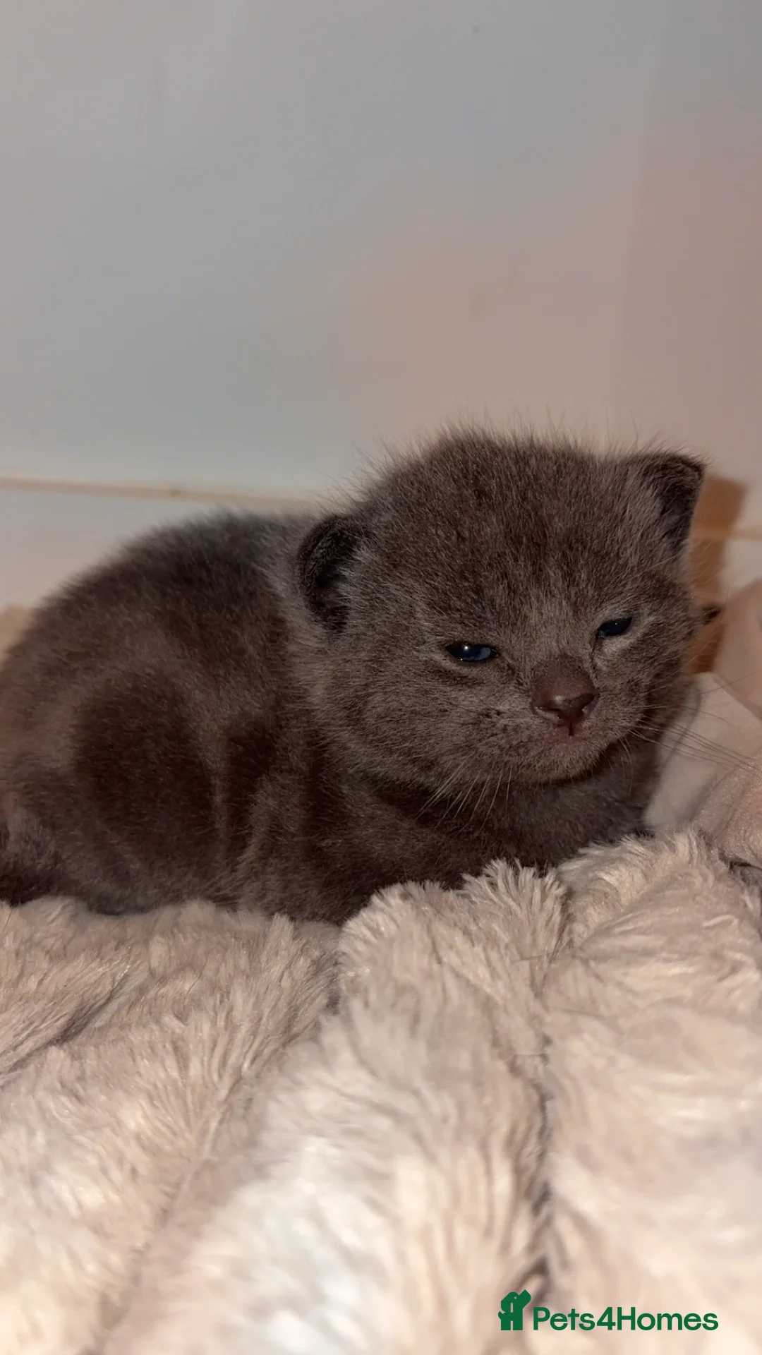 Mixed Breed cats for sale: Male grey kitten  - Advert 2