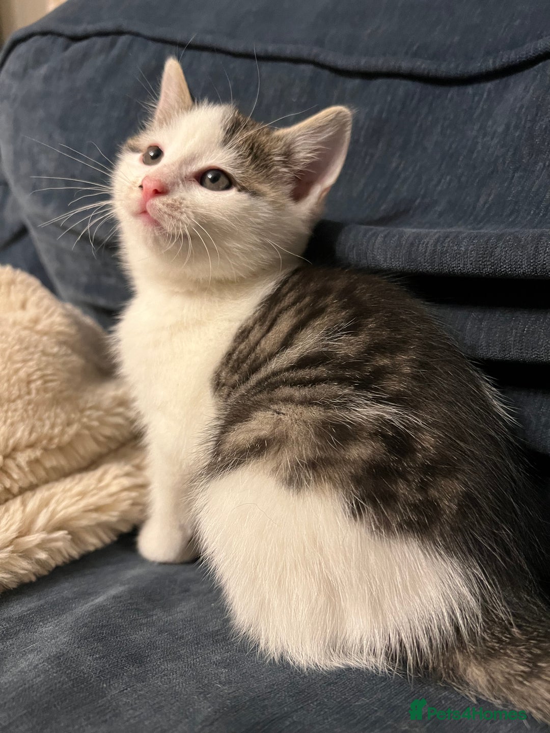 Mixed Breed cats for sale: Beautiful kittens from family home available now - Advert 7