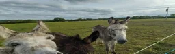 Donkey livestock for sale: 5 year old coloured gelding donkey - Advert 2