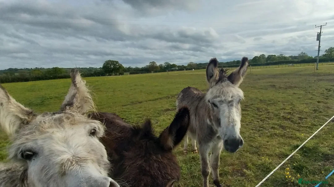 Donkey livestock for sale: 5 year old coloured gelding donkey - Advert 2