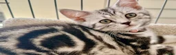British Shorthair cats for sale: Stunning Silver BSH Kittens GCCF Champion Lines - Advert 23